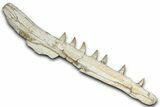 Fossil Mosasaur (Platecarpus) Jaw Section with Teeth - Morocco #353154-1